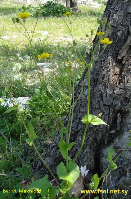Crepis palaestina (Boiss.) Bornm.